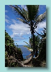 Niue Palm